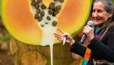 Papaya Sap: How This Ancient Enzyme-Rich Remedy Improves Digestion, Immunity, and Wound Healing—Plus 3 Groups Who Must Avoid It Papaya Sap: How This Ancient Enzyme-Rich Remedy Improves Digestion, Immunity, and Wound Healing—Plus 3 Groups Who Must Avoid It