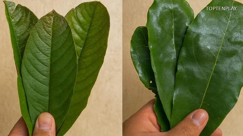 Image d'illustration © TopTenPlay EN