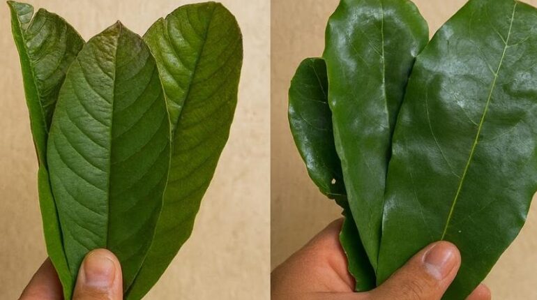 antioxidants avoid extreme detox banana vinegar health benefits cardiac wellness herbal teas for digestion natural remedies Soursop Tea 