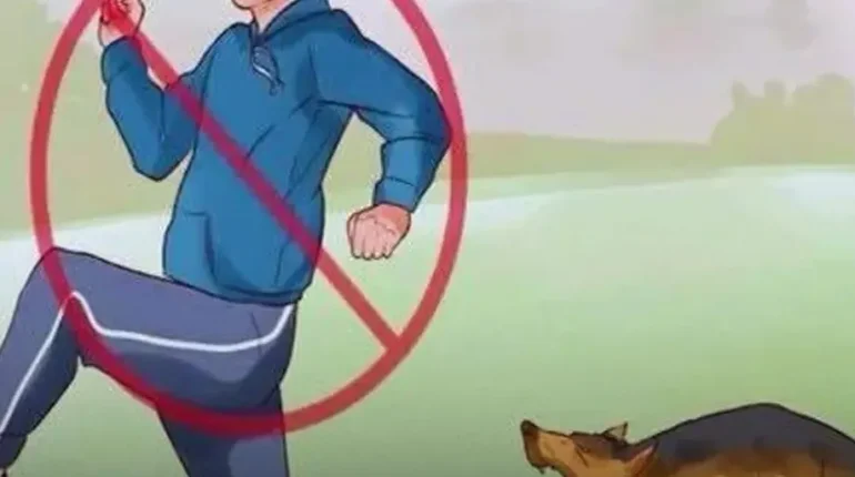 Animal Psychology Canine Communication Dog Behavior Dog Instincts Dog Training pet care awareness 