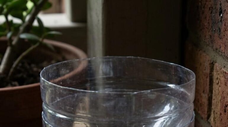 anti-aging DIY mask DIY Gardening Homemade Traps Mosquito Control natural pest control Natural Solutions 