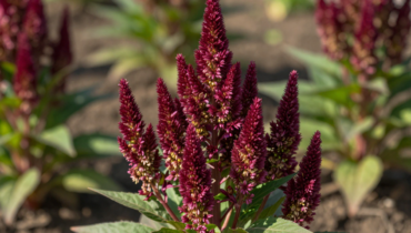 Amaranth: this resilient plant contains the 9 essential amino acids and resists drought
