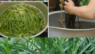 aloe vera hair care Galium Aparine goosegrass detox Natural Ingredients Plant-Based Beauty Silicone-Free Sulfate-Free 