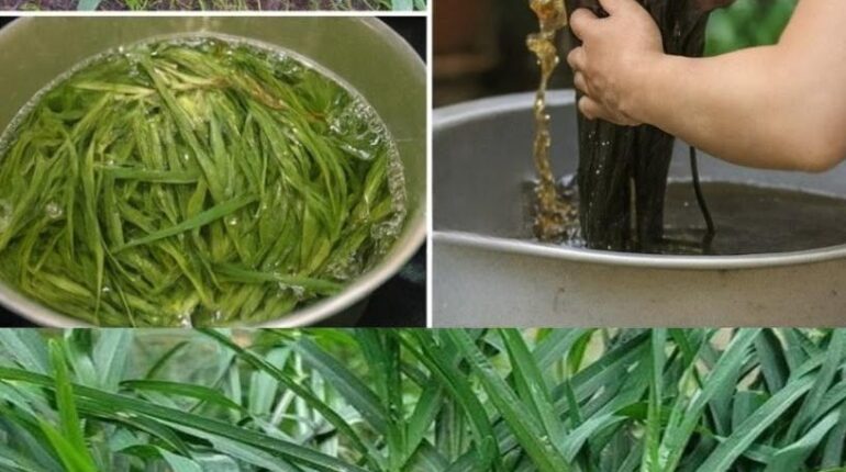 aloe vera hair care Galium Aparine goosegrass detox Natural Ingredients Plant-Based Beauty Silicone-Free Sulfate-Free 