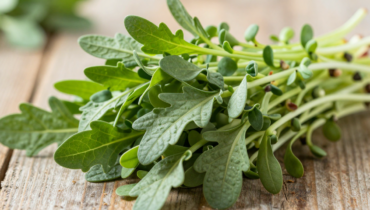 Alfalfa and renal health: how this chlorophyll-rich plant naturally promotes urinary balance