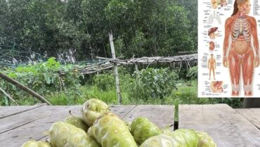 antioxidants banana heart health cloves inflammation lungs eggs superfood benefits immune system and brain Natural Energy Noni Fruit 