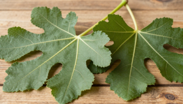 Fig leaves: how this little-known plant supports blood sugar, digestion, and heart health