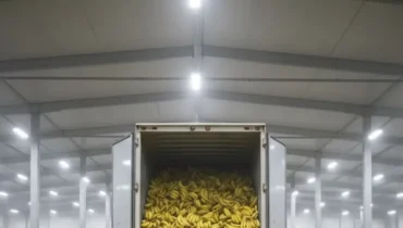 Bananas on an empty stomach: Why experts recommend pairing them with protein to avoid energy crashes Bananas on an empty stomach: Why experts recommend pairing them with protein to avoid energy crashes