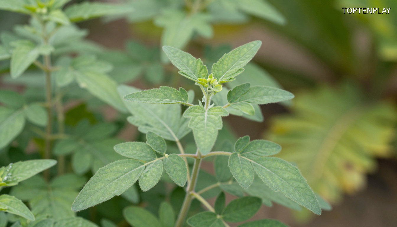 Image d'illustration © TopTenPlay EN