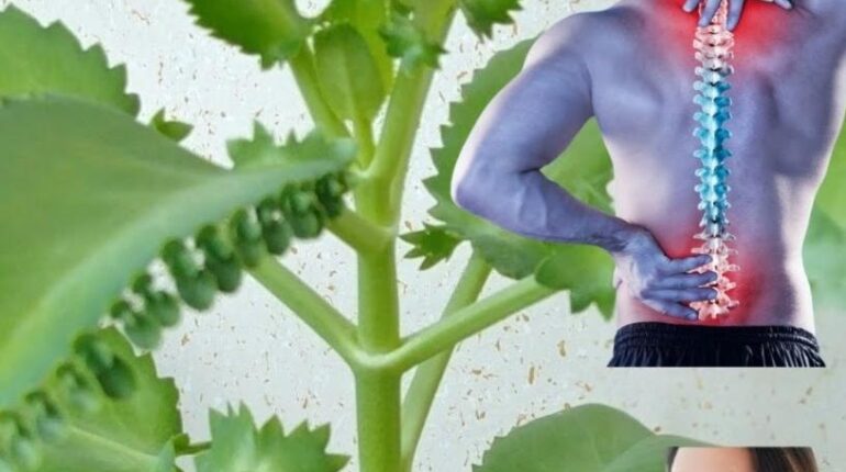 cardiac wellness Herbalism Kalanchoe Pinnata Miracle Leaf natural remedies Respiratory Health Water Retention 