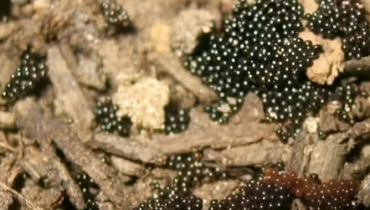 Garden Pests how to identify tick eggs Lyme Disease natural pest control Safe Destruction tick prevention tips 