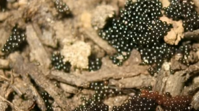 Garden Pests how to identify tick eggs Lyme Disease natural pest control Safe Destruction tick prevention tips 