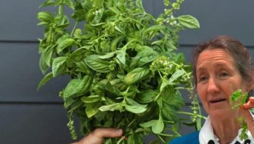 Basil Flowers: The Kitchen Secret You’ve Been Throwing Away (And What to Do With Them Instead) Basil Flowers: The Kitchen Secret You’ve Been Throwing Away (And What to Do With Them Instead)