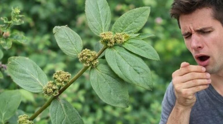 digestive health Herbal Medicine Natural Wellness Plant Benefits Respiratory Health Traditional Remedies Tropical Plants 