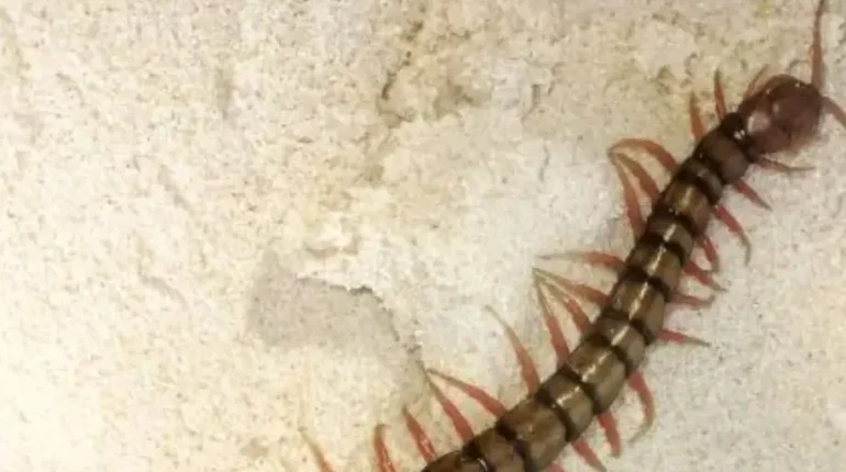 Common Pests Home Maintenance House Centipedes Insect Infestations Moisture Control natural pest control 