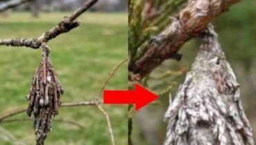 1000 oak trees story Attracting Wildlife DIY Gardening natural pest control organic gardening venomous insects in trees 