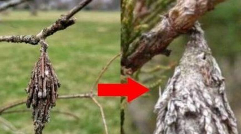 1000 oak trees story Attracting Wildlife DIY Gardening natural pest control organic gardening venomous insects in trees 