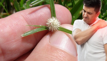 Cyperus Rotundus: How This Ancient “Weed” Supports Digestion, Hormones, and Stress Relief Cyperus Rotundus: How This Ancient “Weed” Supports Digestion, Hormones, and Stress Relief