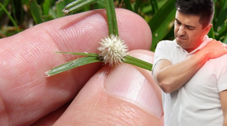 Ayurveda beetroot digestion issues cardiac wellness exercise for stress relief Herbal Medicine medicinal plants at home stress and hormones 