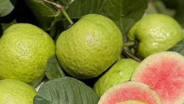 alkaline diet cancer banana vinegar health benefits beetroot nutrition guava Healthy Eating Skin Health Tropical Fruit 