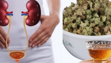 Tribulus Terrestris: How Ancient Healers Used This Powerful Plant for Endurance and Balance — and Why Modern Users Must Be Cautious