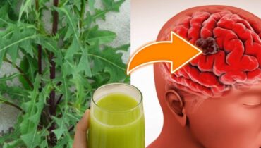 Wild Lettuce: How This Common Plant Supports Sleep, Digestion, and Natural Relaxation Wild Lettuce: How This Common Plant Supports Sleep, Digestion, and Natural Relaxation