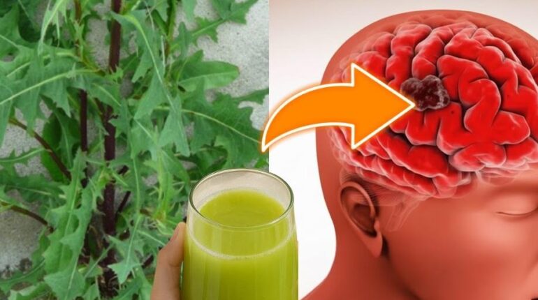 goosegrass digestion aid Herbal Remedies Lactuca Serriola Natural Relaxation Plant Benefits Sleep Support Wild Lettuce 