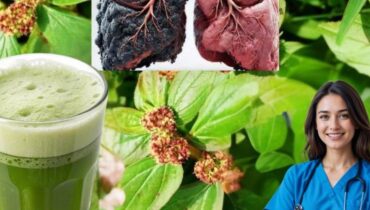 Euphorbia hirta: How the “Asthma Plant” Supports Respiratory Health, Digestion, and 15 Other Wellness Benefits Backed by Traditional Medicine