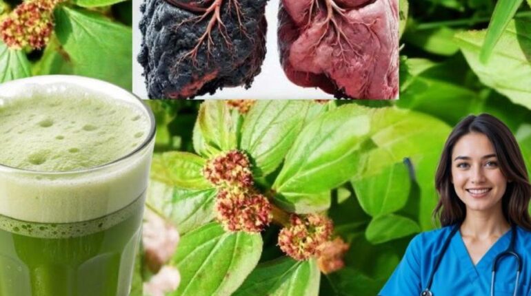 beetroot digestion issues either alongside traditional medicine or as part of a daily routine to prevent illness. Herbal Medicine natural remedies Plant Medicine Respiratory Health Wellness Benefits 