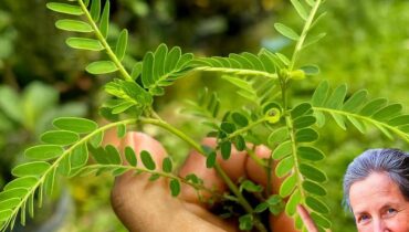 Euphorbia Thymifolia: How This Traditional Tropical Plant Supports Skin, Digestion, and Respiratory Comfort