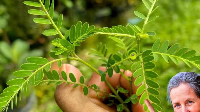 beetroot digestion issues cardiac wellness either alongside traditional medicine or as part of a daily routine to prevent illness. Herbal Medicine Respiratory Health Skin Health Tropical Plants 