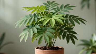 Polyscias fruticosa: how this little-known plant boosts energy and sleep without artificial stimulation