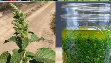 banana vinegar health benefits beetroot nutrition Gluten-Free Plant-Based Protein Spiny Amaranth Superfoods Sustainable Agriculture 