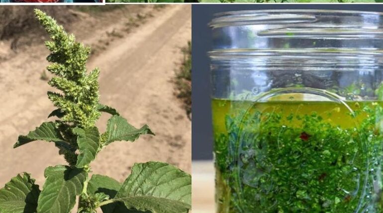 banana vinegar health benefits beetroot nutrition Gluten-Free Plant-Based Protein Spiny Amaranth Superfoods Sustainable Agriculture 