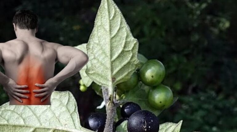 Black Nightshade Edible Plants Ethnobotany Plant Identification Safe Consumption Solanine Poisoning Traditional Uses 