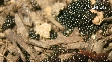 Image d'illustration © TopTenPlay EN