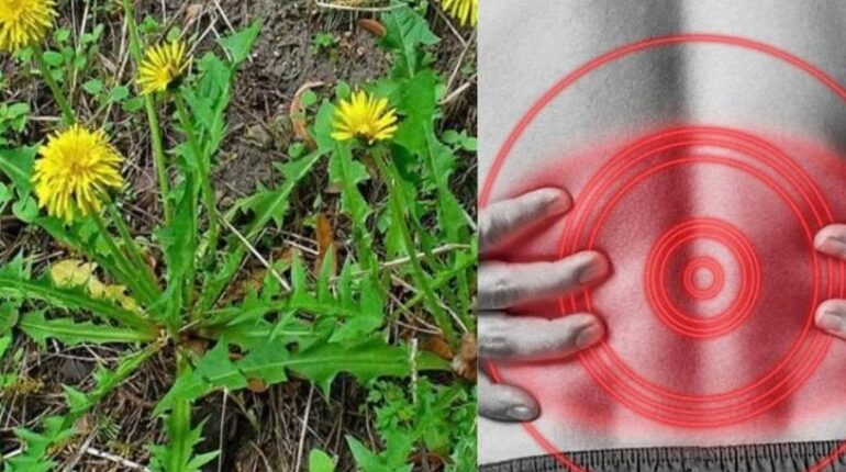 beetroot digestion issues cardiac wellness Dandelion Tea either alongside traditional medicine or as part of a daily routine to prevent illness. foods bad for liver health Herbalism natural remedies 