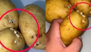 apple with potatoes cabbage health risks digestive health Food Safety prevent sprouting Solanine Toxins 