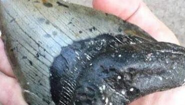 A 9-Year-Old Found Something on the Beach That Scientists Couldn’t Believe Was Real A 9-Year-Old Found Something on the Beach That Scientists Couldn’t Believe Was Real