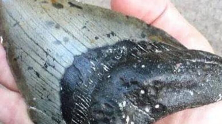 Beachcombing controversial science Fossils Megalodon Paleontology Self-Discovery Sharks 