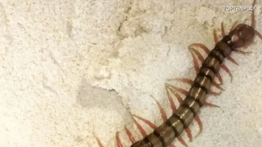 Image d'illustration © TopTenPlay EN