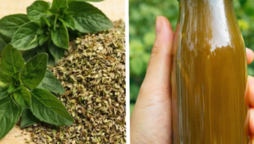 Oregano for Eye Health: How Antioxidants in This Common Herb Support Vision and Combat Screen Fatigue