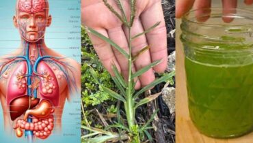 Goose Grass Herbal Remedies kidney health awareness Lymphatic Detox Natural Wellness Plant Medicine 