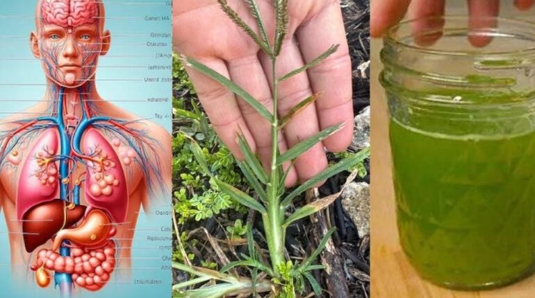 Goose Grass Herbal Remedies kidney health awareness Lymphatic Detox Natural Wellness Plant Medicine 