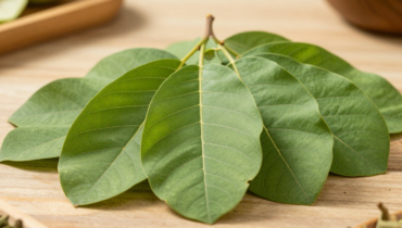 Guava leaf tea: how this traditional infusion supports digestion, immunity, and metabolic balance