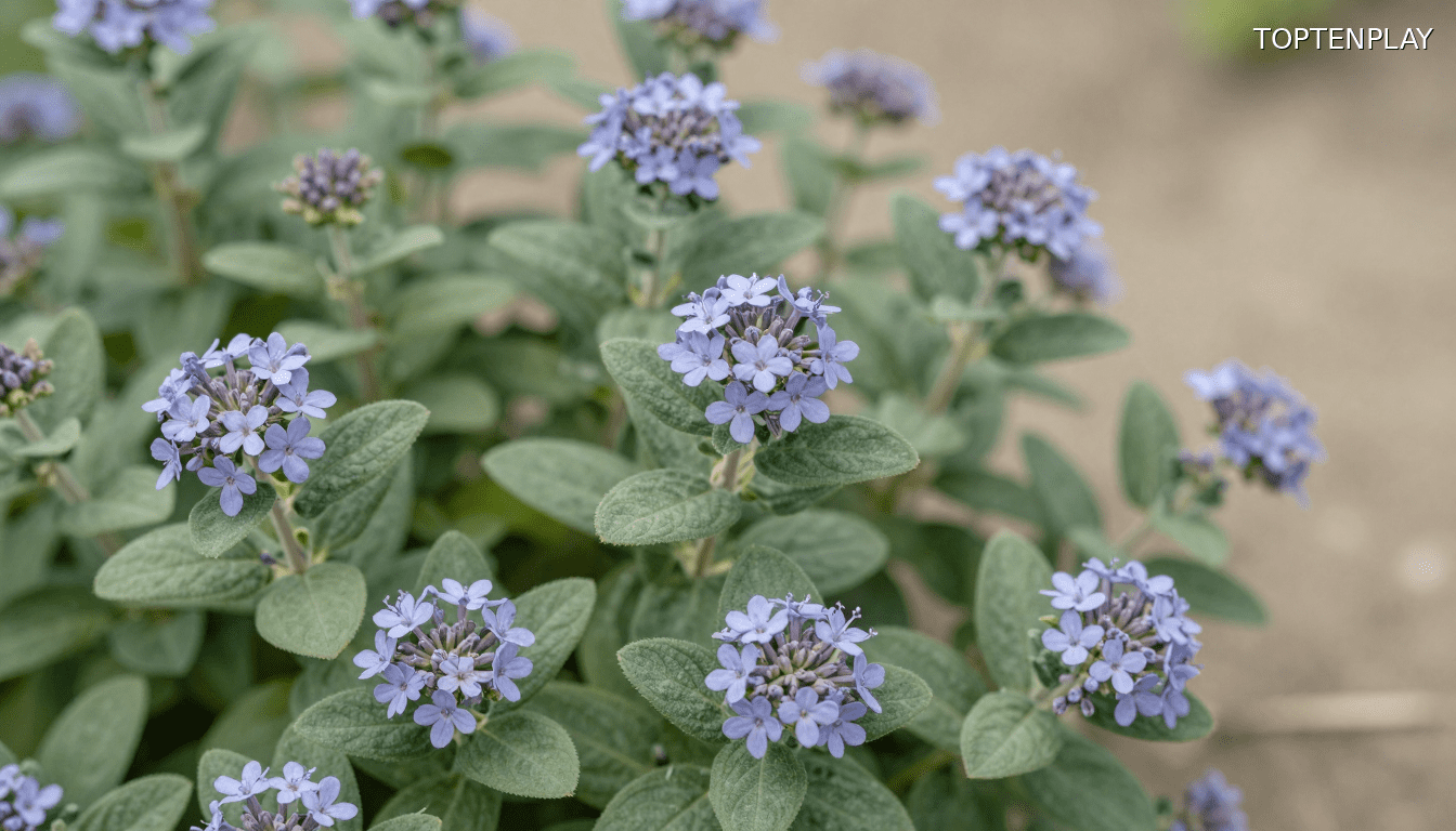 Image d'illustration © TopTenPlay EN