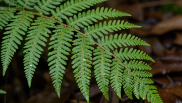 Ferns: the little-known benefits of their leaves for respiratory health and natural detox Ferns: the little-known benefits of their leaves for respiratory health and natural detox