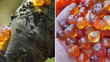 Peach Tree Resin: How This Ancient Asian Ingredient Became a Wellness Ritual Through Hydration and Tradition Peach Tree Resin: How This Ancient Asian Ingredient Became a Wellness Ritual Through Hydration and Tradition