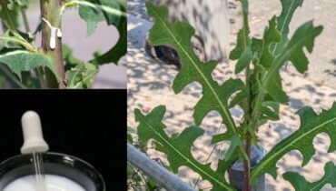 Wild Lettuce Sap: How Traditional Harvesting Methods Unlock Natural Relaxation Properties Without Opiates
