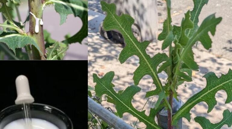 Herbal Medicine Lactucarium Natural Relaxation natural sleep aid Traditional Uses Wild Lettuce 